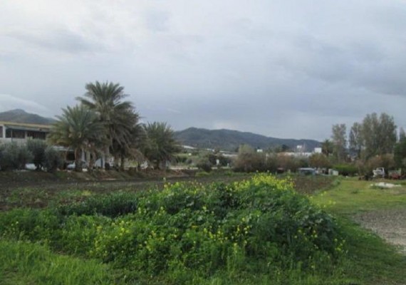 Field in Agia Marina Chrysochous, Paphos