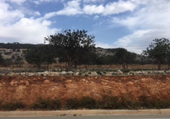 Three Fields in Pegeia, Paphos
